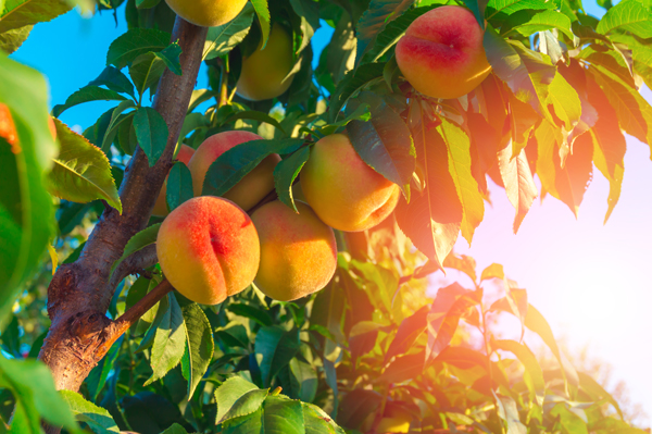 Peaches growing on branches