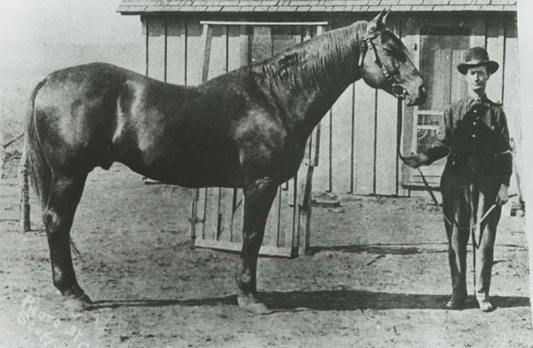 Peter McCue, an American Quarter Horse foundation sire