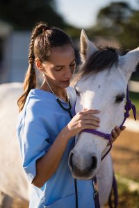 Vet petting horse's head.