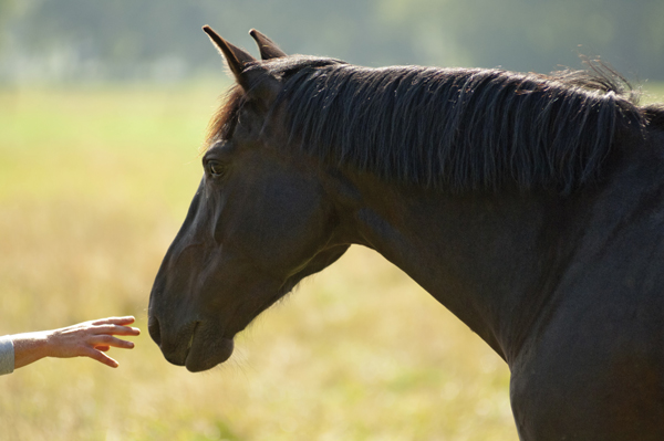 Petting a horse - Making adoption easier