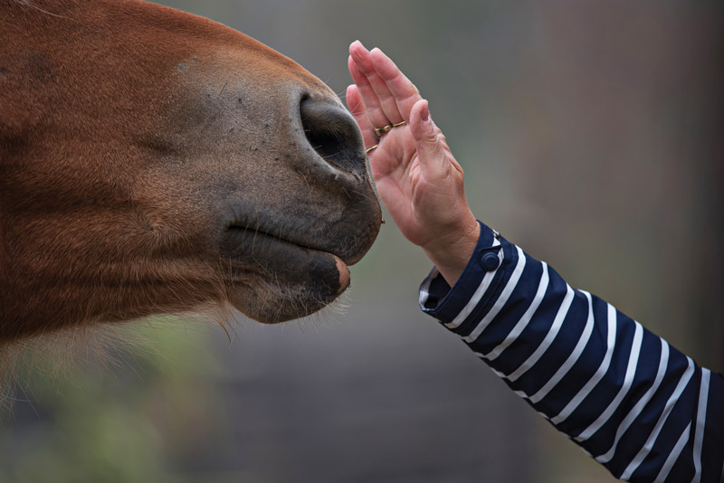 Petting a Horse - Horse Adoption Match