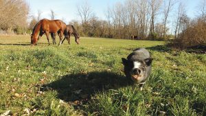 Pig as a companion animal to horses