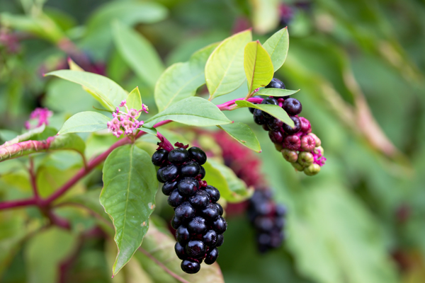 Pokeweed - What plants are toxic to horses?