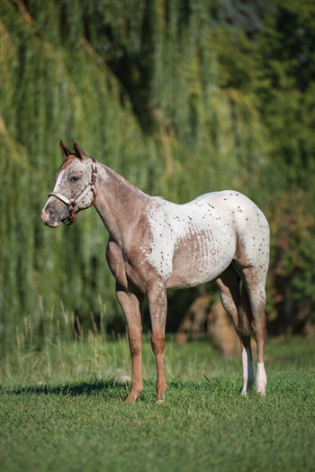 A 3/4 shot of a Pony of the Americas, a popular spotted horse (pony) breed