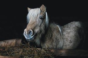 Vet Adventure: The Best Medicine
