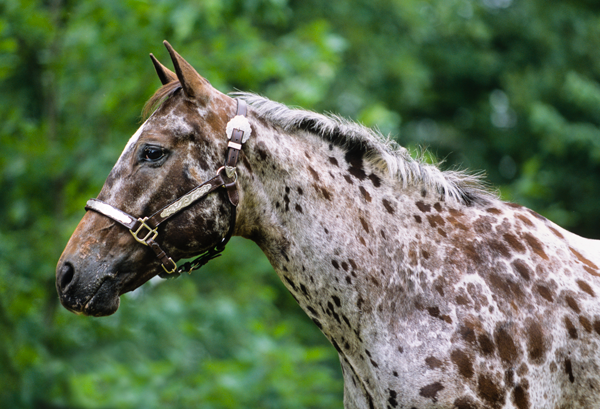 Pony Of the Americas, POAs