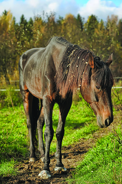 Skinny horse - feral rescue pony