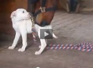 Featured Video: Puppy Love