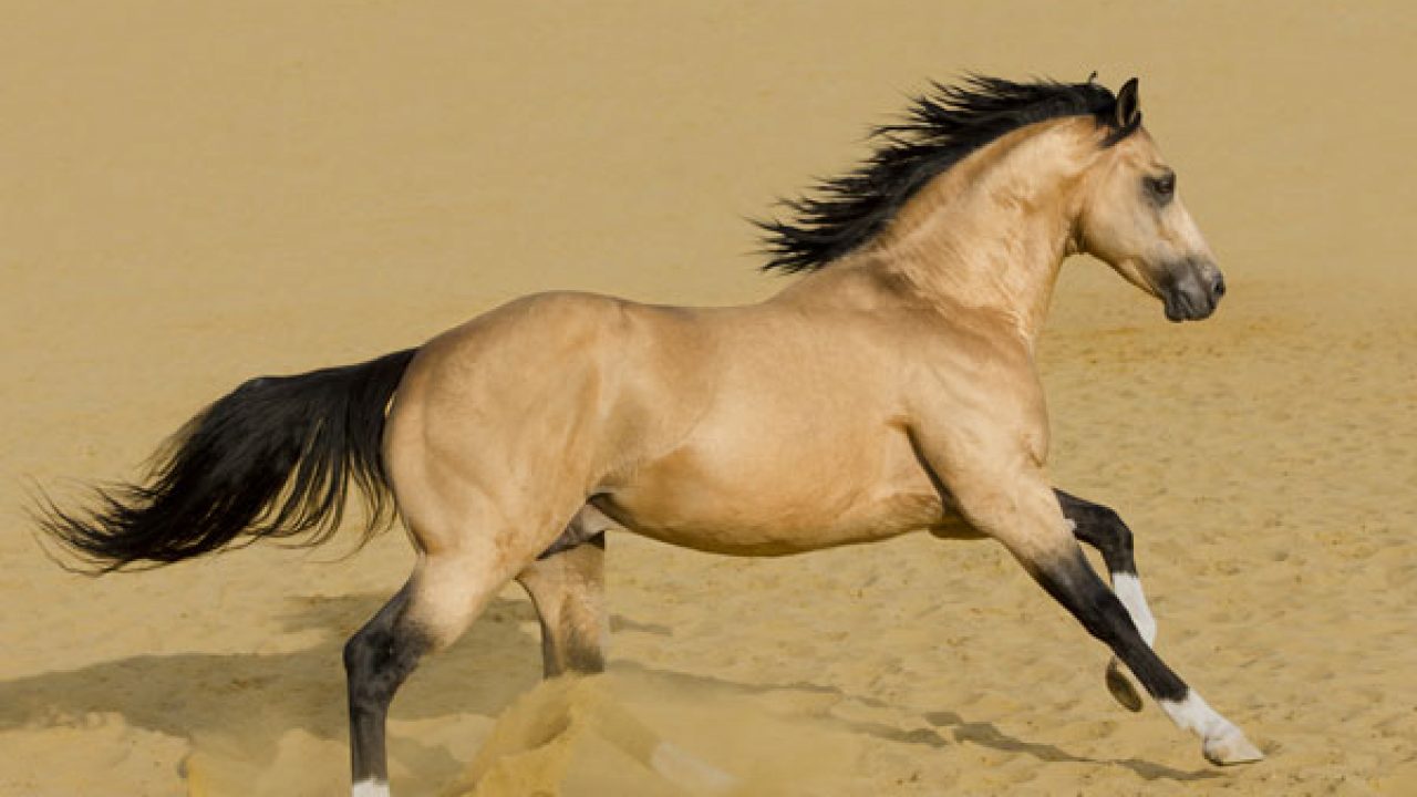 Breed Profile American Quarter Horse Horse Illustrated Magazine