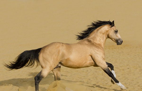 American Quarter Horse