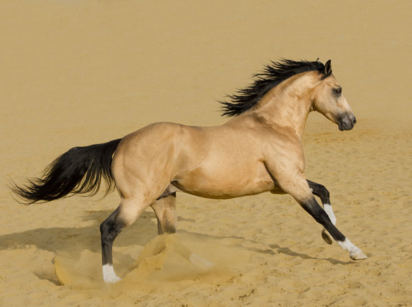 A buckskin horse galloping in sand