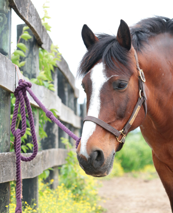 Do Or Do Knot® CLIP Rope Halter