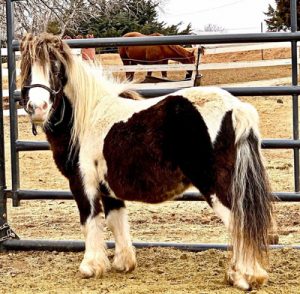 My Right Horse Adoptable Horse of the Week: Ralphie — May 18, 2020