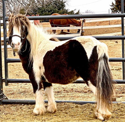 Ralphie - The Right Horse Adoptable Horse of the Week