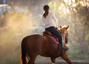 Survey Results Evaluate the Effect of COVID-19 Pandemic on Equine Management in the United States and Canada