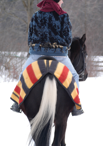 Horse with Quarter Sheet Blanket During Winter