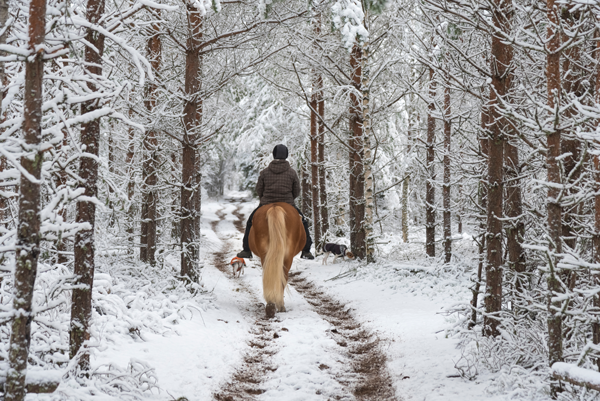 Riding on a Snowy Trail - Trail Riding in Adverse Weather