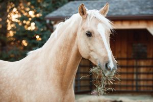 Run-in Shed for Pastured Horses