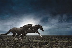 Horse Emergency Planning Tips
