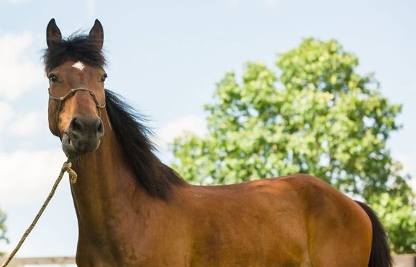 My Right Horse Adoptable Horse of the Week Santiago