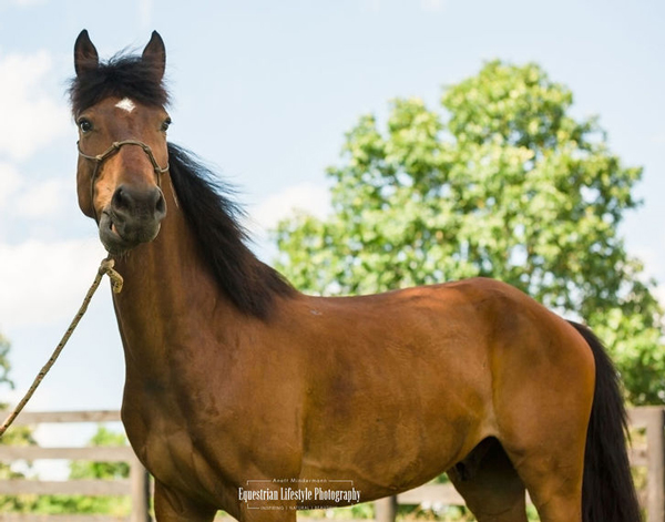 My Right Horse Adoptable Horse of the Week Santiago