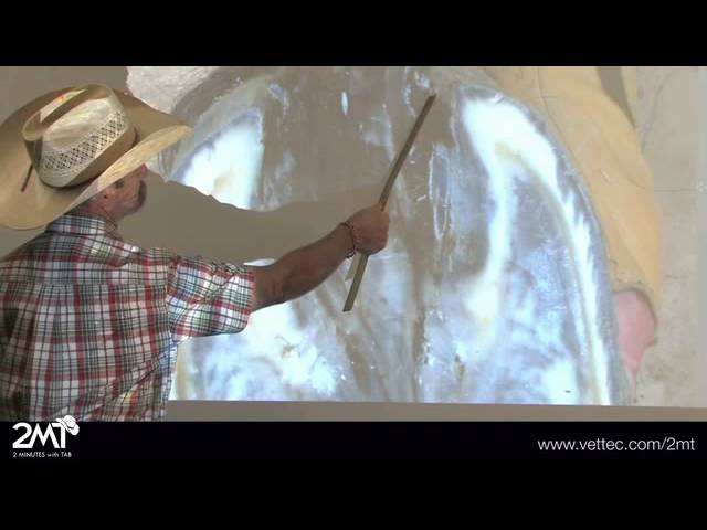 Video: Thrush in the Equine Hoof