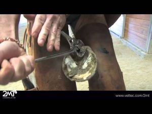 Video: Basic Hoof Trim