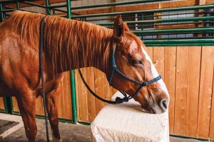 Equine Sedation 101