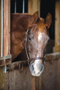 Horse in barn stall.