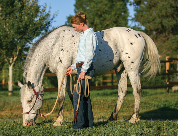 Senior Appaloosa Horse