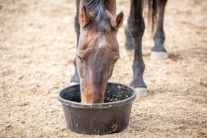 Eating Grain in Bucket