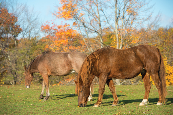 Senior horses at pasture
