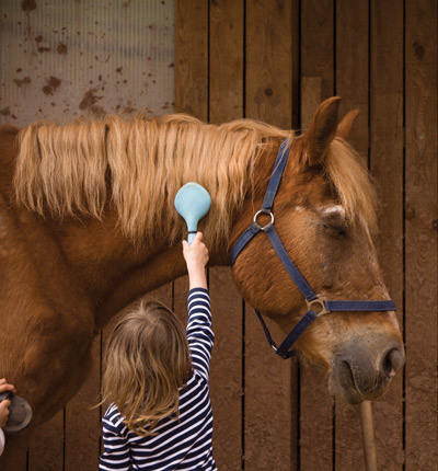 Training Older Horse