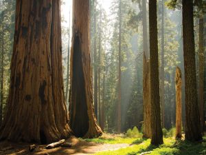 Sequoia National Park - Horseback Riding National Parks