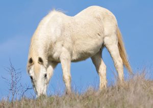 Long Shaggy Coat - Equine Cushing's Disease