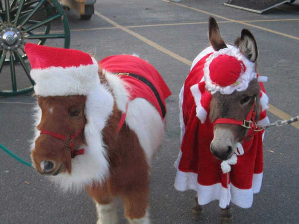 Sharon P. - Miniature Horse and Donkey - Santa Claus and Ms. Claus