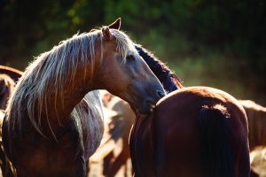 The Hallelujah Horse Mustangs