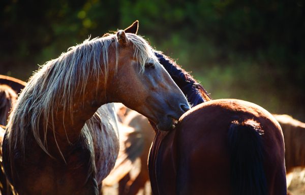 Stallions grooming each other.