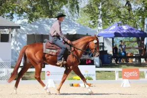 The Rise of Thoroughbreds in the Show Ring