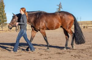 Western Showmanship Skills