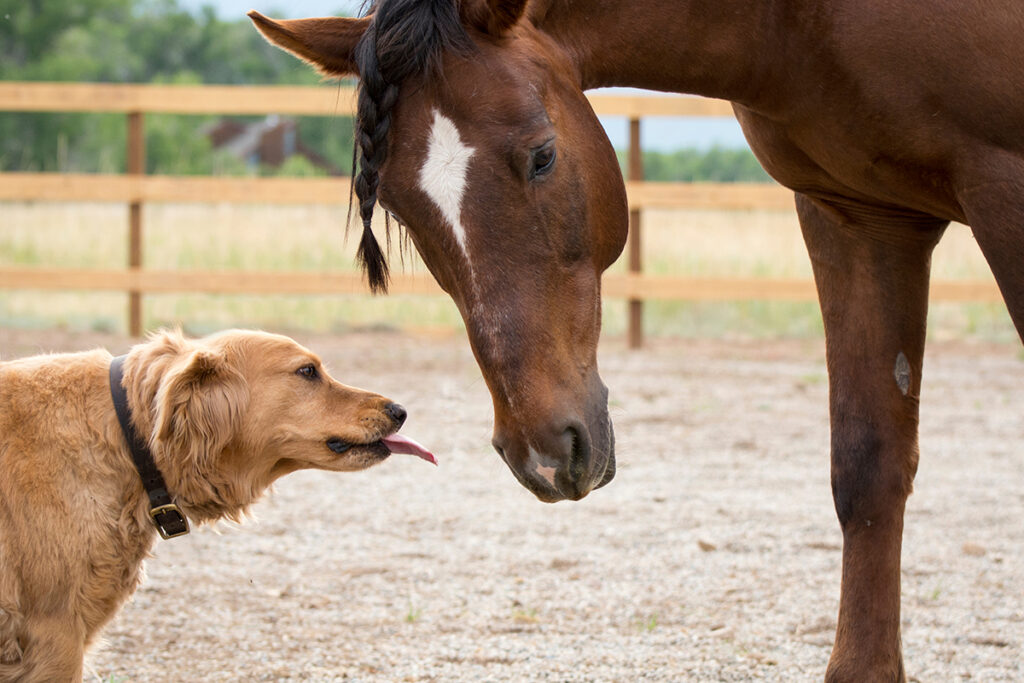 equine rabies