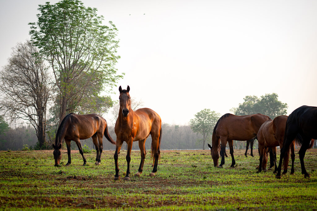 equine rabies