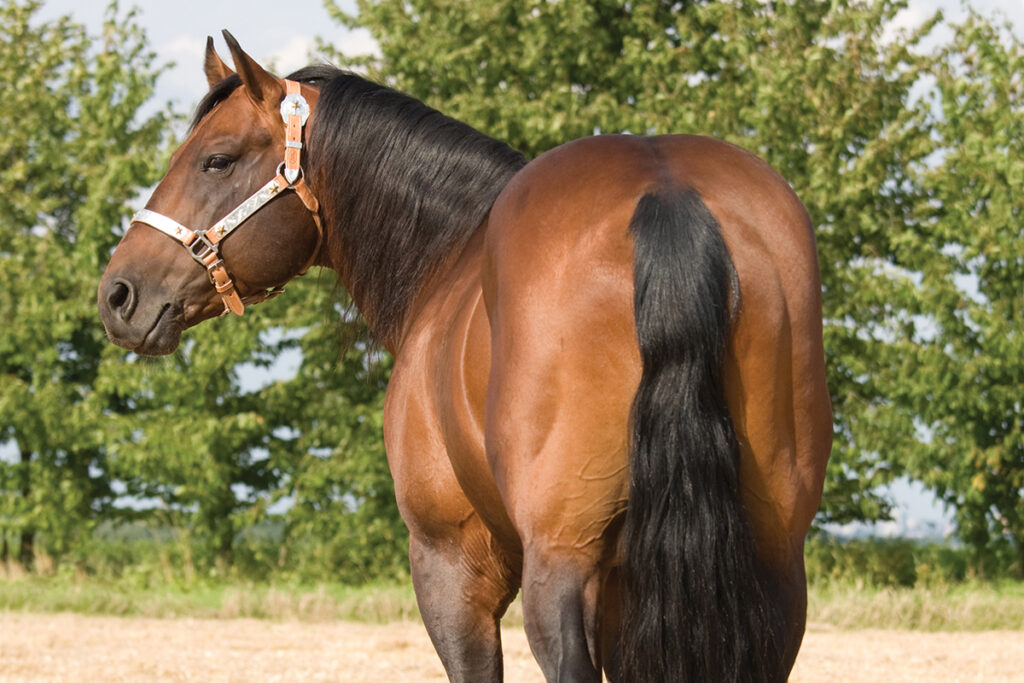 horse breed specialization