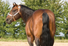 horse breed specialization