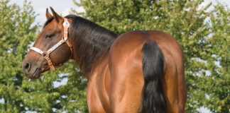 horse breed specialization