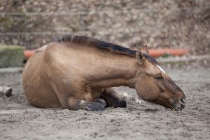 Are You Concerned About Colic During Covid-19?