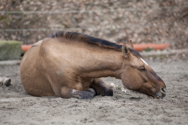 Sick Horse or Horse with Colic During COVID-19