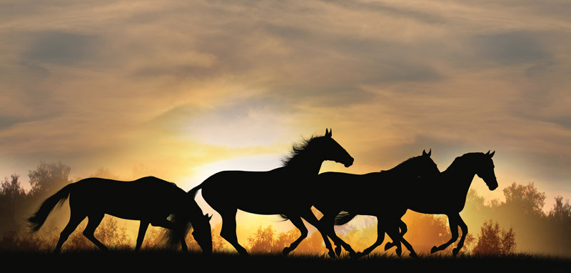 Silhouetted Horses - Horse Adoption Match