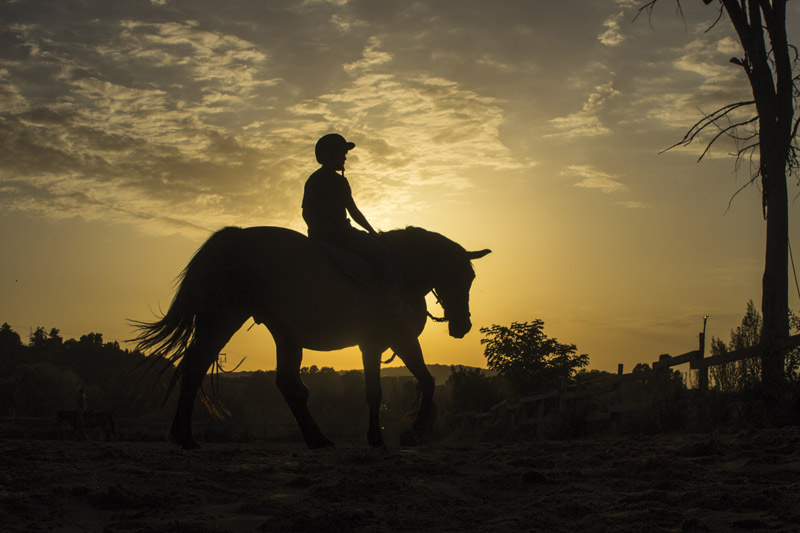 Silhouetted Rider - Horse Adoption Match