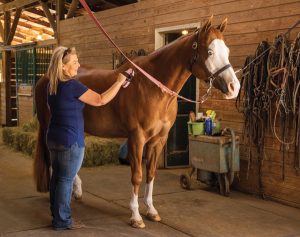 Scratch That: All About Common Horse Skin Conditions
